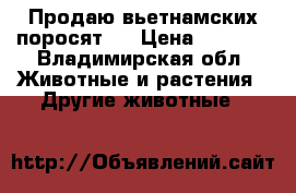 Продаю вьетнамских поросят.  › Цена ­ 1 500 - Владимирская обл. Животные и растения » Другие животные   